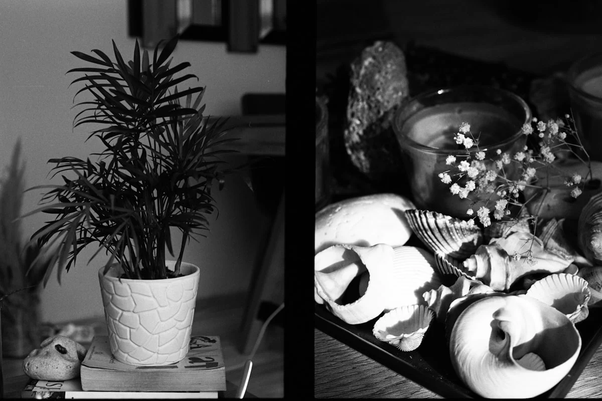 15 Jenis Tanaman Hias Terbaik untuk Dekorasi Panggung Event yang Memukau