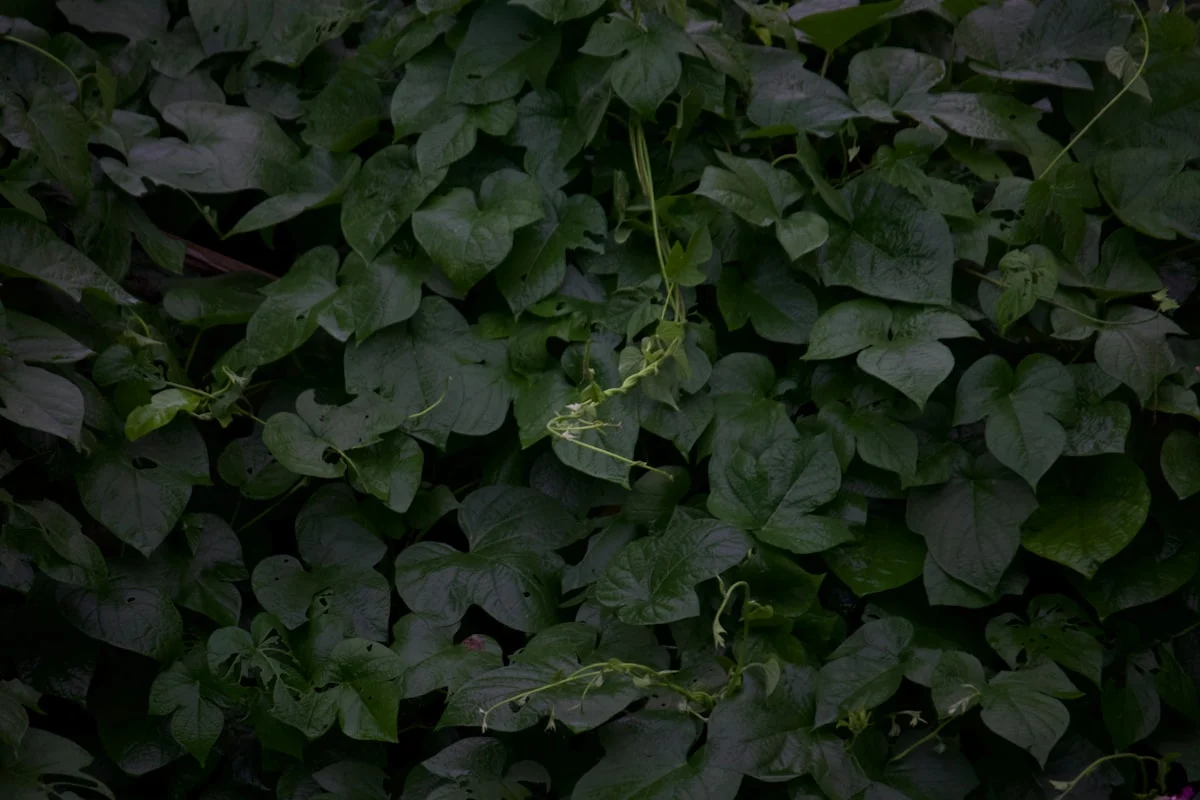 Pengantar tentang Tanaman Hias dalam Dekorasi Panggung