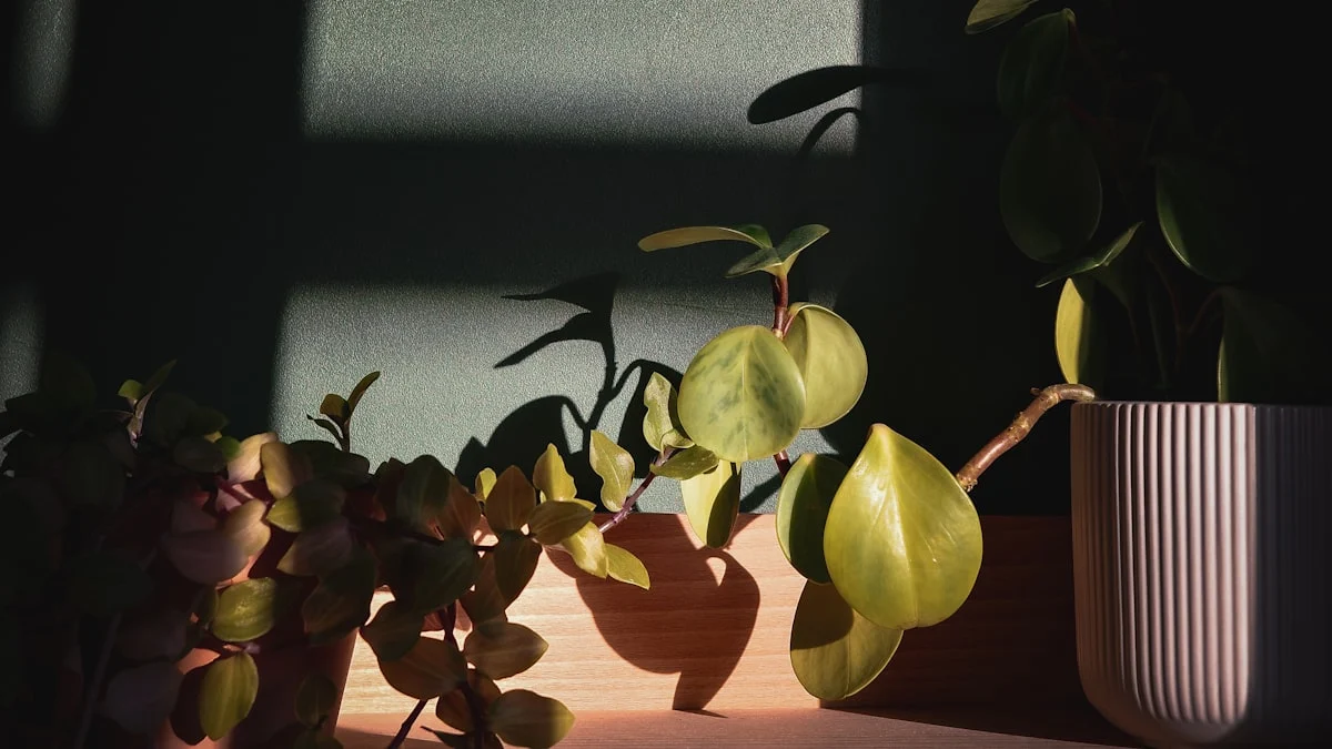 1. Monstera Deliciosa