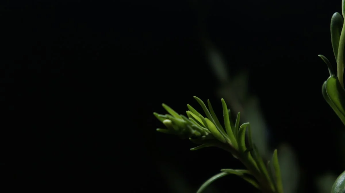 Pengenalan Teknik Layering Tanaman