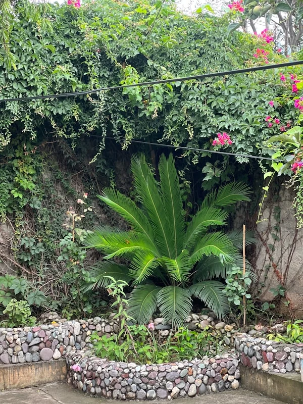 10 Tanaman Hias Penyerap Bau Terbaik untuk Lounge Event Anda