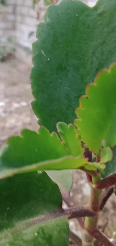 Perbedaan Sewa Tanaman vs Beli Putus: Pilihan Terbaik untuk Mini Garden Anda