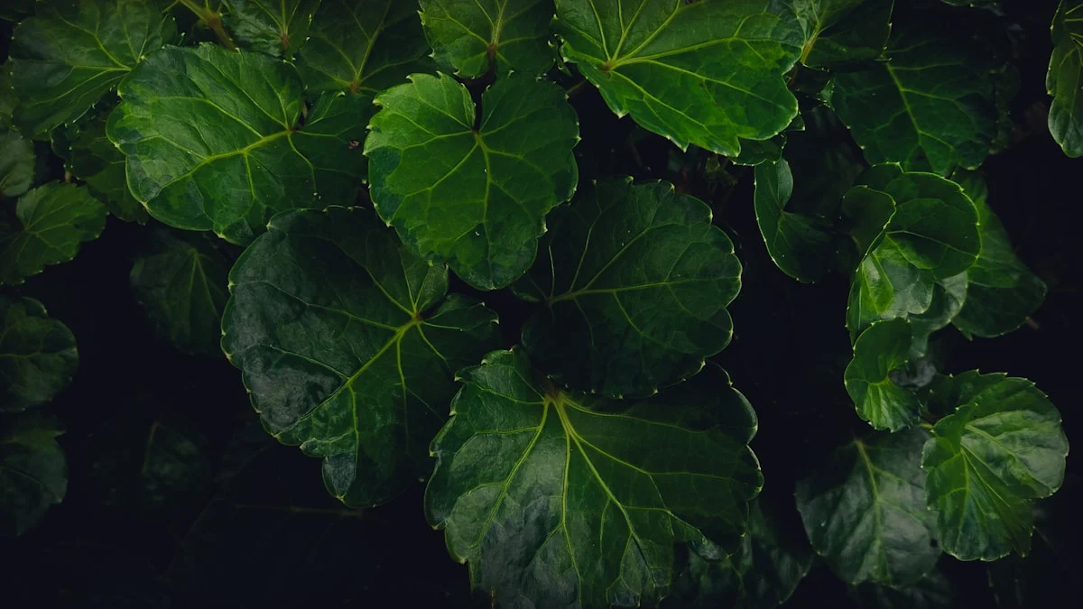 Pengenalan tentang Mini Garden