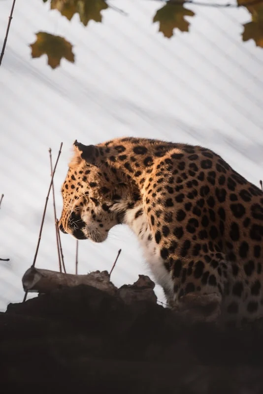 Peranan Catwalk dalam Menciptakan Atmosfer