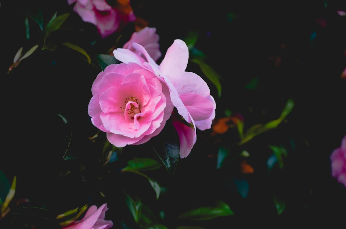 10 Inspirasi Bunga Hidup untuk Mini Garden Tema Rustic yang Memukau