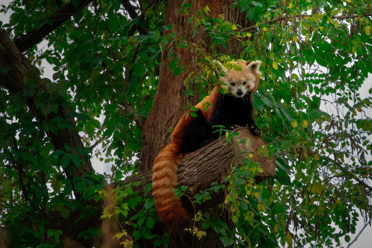Panduan Cerdas Memilih Vendor Sound System dengan Alat Merek Original