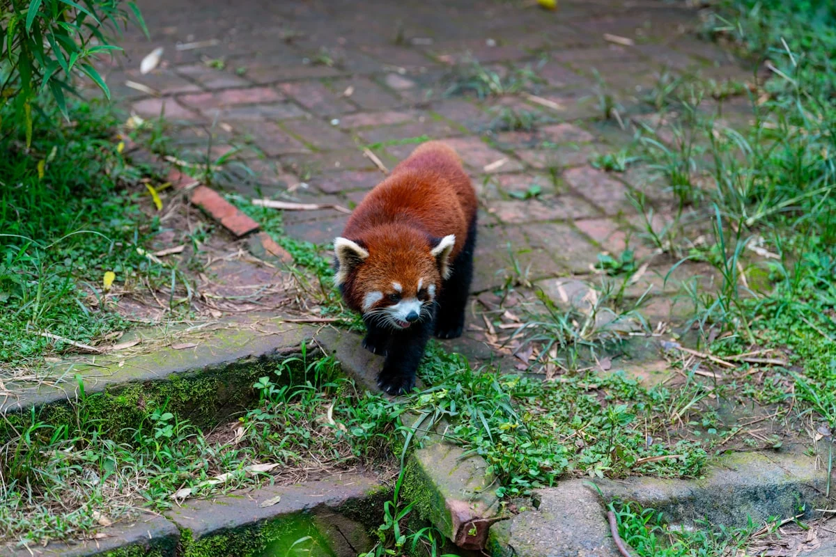 Panduan Lengkap Penggunaan Dry Ice di Mini Garden untuk Efek Dramatis Panggung
