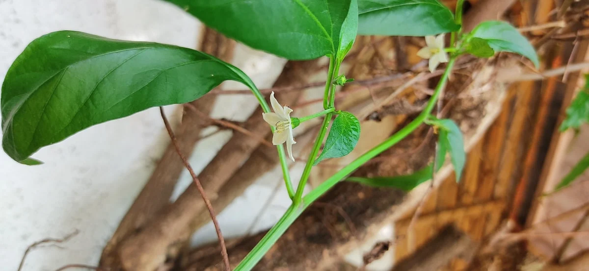 Jenis Tanaman yang Tidak Menyebabkan Alergi